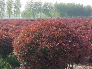 紅葉石楠球是喬木還是灌木？