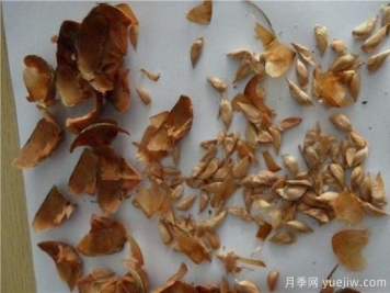 雪松種子什么時(shí)候種植？
