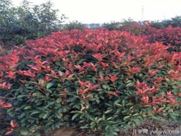 庭院種紅葉石楠可以嗎？
