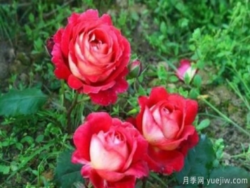 分享香味濃郁的10個(gè)月季花品種，皮實(shí)好養顏值高