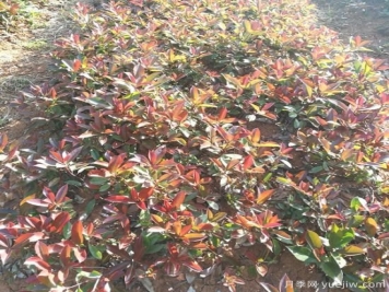 南陽(yáng)紅葉石楠適合在北方地區種植嗎？