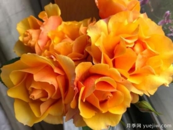 推薦8款冷門(mén)月季品種，養的是，但是表現真好