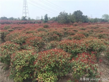 紅葉石楠生長(cháng)不能一味的通過(guò)水分來(lái)維持