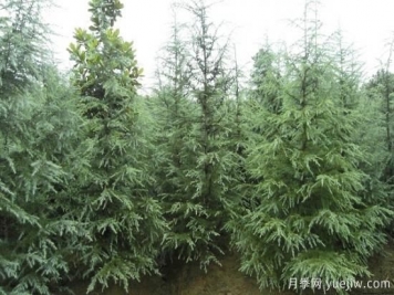 雪松價(jià)錢(qián)為什么會(huì )有差別？