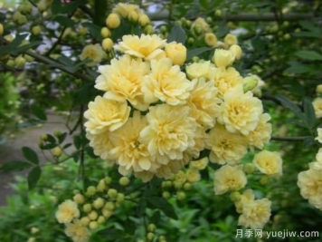 黃木香號稱(chēng)開(kāi)花勞模，耐寒耐熱養護簡(jiǎn)單