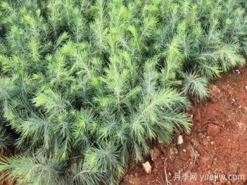 雪松和白皮松要如何區分？