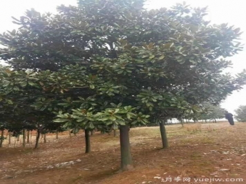廣玉蘭要根據樹(shù)體結構來(lái)修剪才合理
