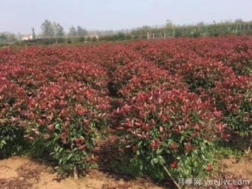 紅葉石楠樹(shù)需水量大小如何確定？