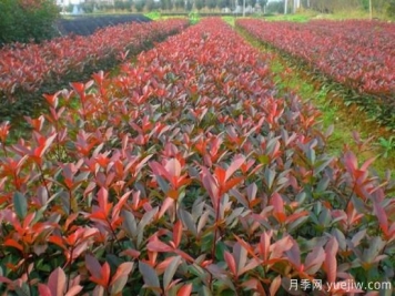 紅葉石楠小苗哪里批發(fā)？