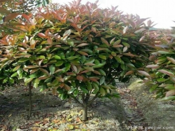 怎么樣培育紅葉石楠可以讓其更鮮艷？
