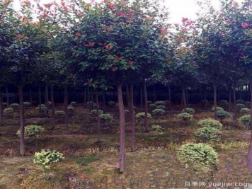 紅葉石楠樹(shù)受到創(chuàng  )傷后如何消毒？