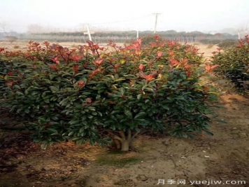 雨季紅葉石楠幼苗倒伏怎么辦？