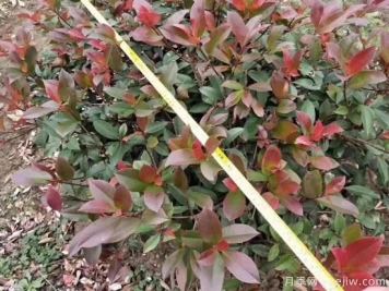 高桿紅葉石楠怎么培育才能長(cháng)出嫩葉？