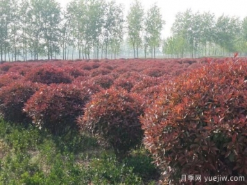 紅葉石楠在片植時(shí)部分死亡是什么原因？