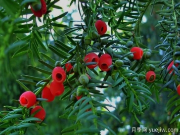 紅豆杉價(jià)格多少錢(qián)一棵？南陽(yáng)紅豆杉樹(shù)苗價(jià)格
