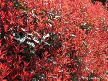 紅葉石楠最好的品種是紅羅賓還是紅唇嗎？