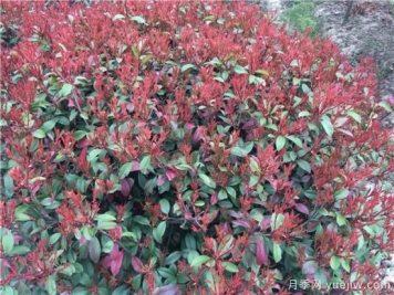 紅葉石楠生長(cháng)速度快能夠帶動(dòng)石楠的銷(xiāo)量嗎