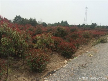 錯誤的觀(guān)念會(huì )使紅葉石楠生長(cháng)危險