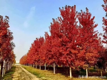 無(wú)花勝有花，這7種秋色葉樹(shù)種簡(jiǎn)直美炸天