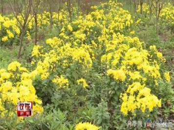 南充儀隴：芭蕉鄉友種植貢菊700畝 朵朵飄香說(shuō)豐收