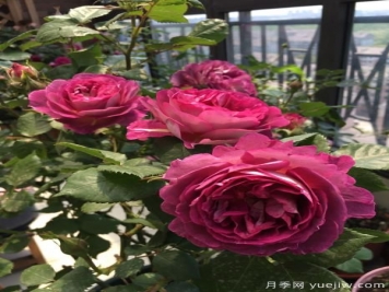哈德斯菲爾德合唱團月季，又美又香陽(yáng)臺上養棵四季賞花