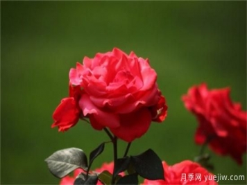 熱門(mén)10種月季，開(kāi)成花海開(kāi)成瀑布開(kāi)花不斷