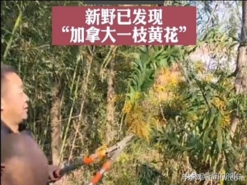 加拿大一枝黃花已入侵南陽(yáng)新野