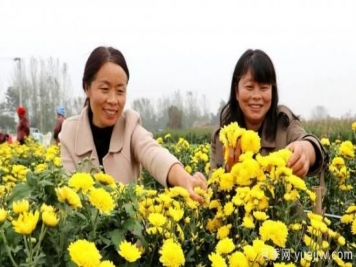 農民種植菊花，既能欣賞也能致富發(fā)家
