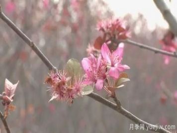 菏澤成武：千畝海棠反季節開(kāi)花，逆襲深秋成一景