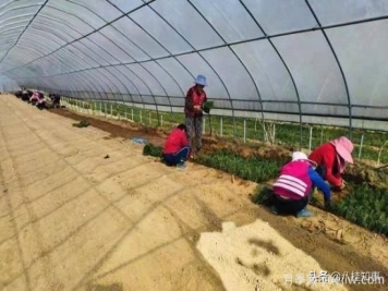 信陽(yáng)新縣：鄉村振興有良方，豫南村莊漫山香