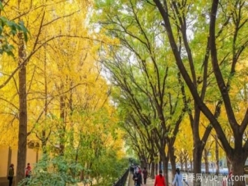 為什么果樹(shù)不適合當行道樹(shù)？