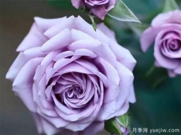 紫色月季花有哪些品種？分享30款紫色月季