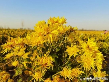 周口商水：小菊花開(kāi)成鄉村振興“黃金花”