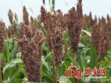 南陽(yáng)臥龍：訂單高粱映紅鄉村振興路