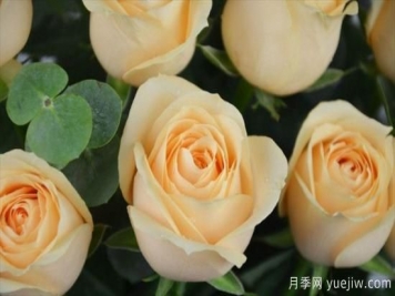 香檳色玫瑰花代表什么寓意意思？鐘情又優(yōu)雅