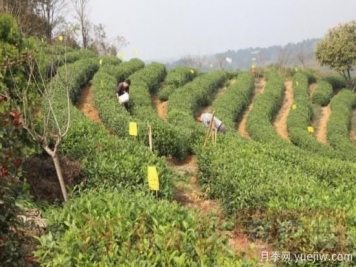 信陽(yáng)商城：積極創(chuàng  )建高山茶標準化生產(chǎn)基地