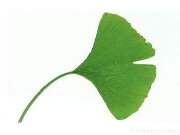 如何辨別銀杏雌雄植株？