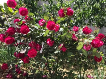 軟香紅月季，古老國月不輸歐月日月，四季勤開(kāi)花