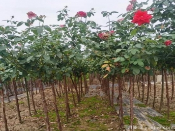 月季花冬剪很有必要，這樣做來(lái)年開(kāi)花量翻倍！