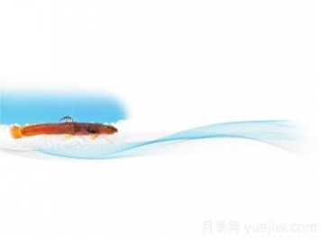 鸛河荷馬條鰍 河南第一個(gè)產(chǎn)權“自己的魚(yú)”