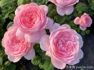 嬌俏仙子粉嫩少女心，瑞典女王月季