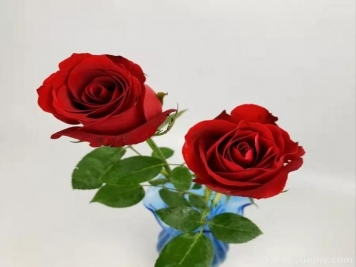 紅色切花月季經(jīng)典主流，推薦十種經(jīng)典常見(jiàn)的紅玫瑰