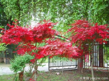 花葉芋和紅楓的修剪，使其早日成株提前開(kāi)花結果
