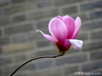 玉蘭花很常見(jiàn)，卻沒(méi)想到還有白色紫色和紅色