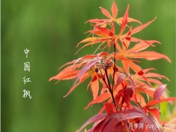 紅楓，4個(gè)紅楓品種是秋日植物里亮麗的風(fēng)景線(xiàn)