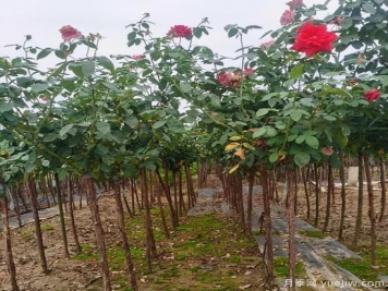 月季花冬剪很有必要，這樣做來(lái)年開(kāi)花量翻倍