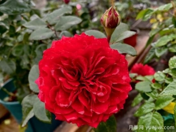 小型藤本月季，塑料花紅色達芬奇推薦
