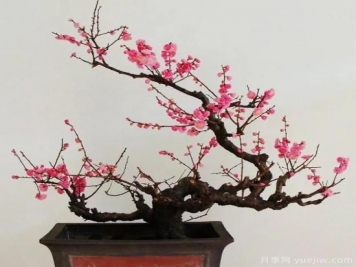盆栽梅花怎樣施肥與澆水？梅花常見(jiàn)蟲(chóng)害的防治