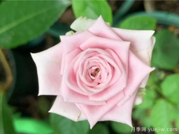玫瑰、月季、薔薇如何區別？3個(gè)方法很簡(jiǎn)單