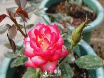 你的盆栽月季是不是又焉了。來(lái)看盆栽月季養殖的注意事項